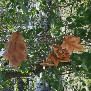 Maple Oak Leaf Leaves Windchime Handmade Hand Painted Light Sound Beautiful